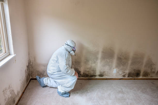 Best Commercial Mold Inspection  in North Bellport, NY