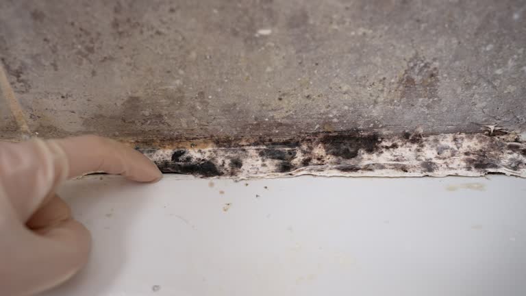 Best Residential Mold Inspection & Testing  in North Bellport, NY